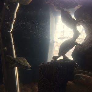 Meet your Posher, Jade